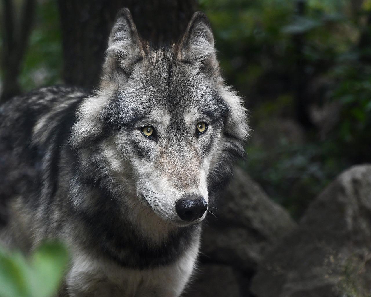 Wolf Escape Prompts Closure at Tokyo Zoo